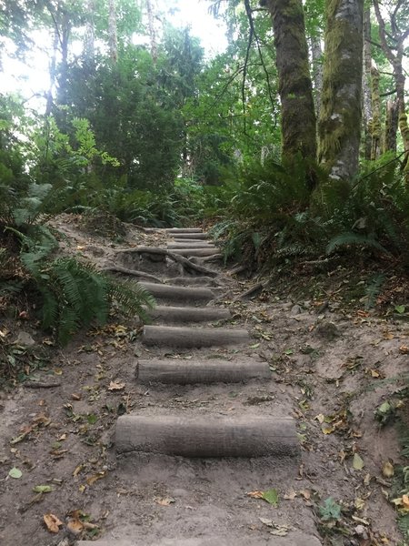 While the trail is marked as 'not well maintained' some sections do have stairs.