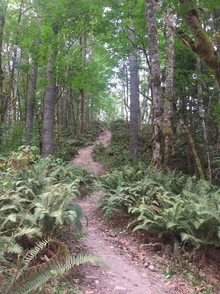 Lots of ferns adorn the trail under the tall tree canopy. You'll be nearly 100% in the shade.