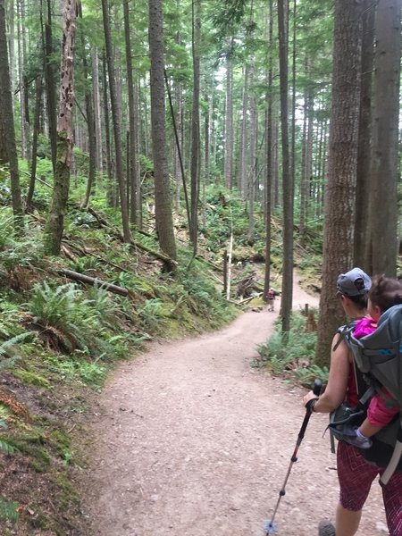 West Tiger #3 is a wide, well-maintained trail that is good for coming back down after the Cable Line.