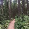 West Tiger #3 - a wide cruiser trail through tall trees with luscious ferns.