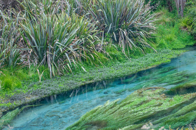 The blue waters of the Waihou River.