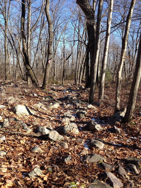 Don't let the jumble of rocks discourage you at the beginning of Middle Ridge.