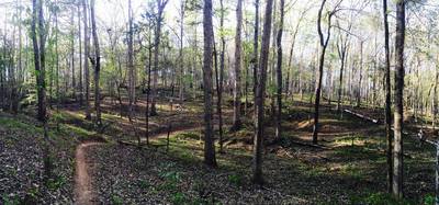 Singletrack through the trees.