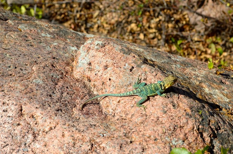 Saw a few of these Collared Lizards on the Narrows Trail.