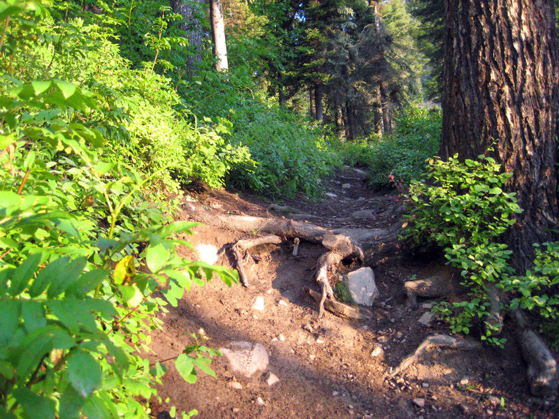 Looking back at the trail.