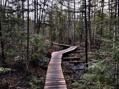 Boardwalk over swampy area of Frazier Trail.