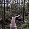 Boardwalk over swampy area of Frazier Trail.