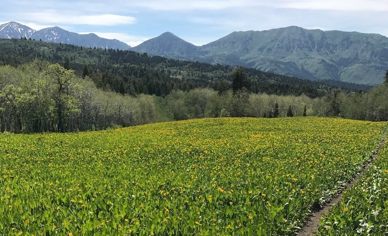 Wildflower meadow