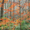 Thickhead Mountain Wild Area