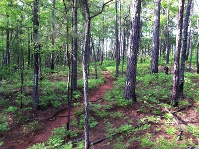 Spring ferns on Hack-n-Yack