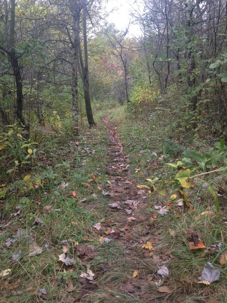 Yellow Creek - End of summer on Handler's Long Haul Trail.