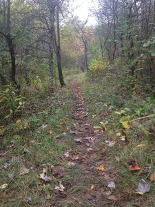 Yellow Creek - End of summer on Handler's Long Haul Trail.