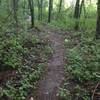 Yellow Creek - Paul Trail - this section is a beginner friendly trail.