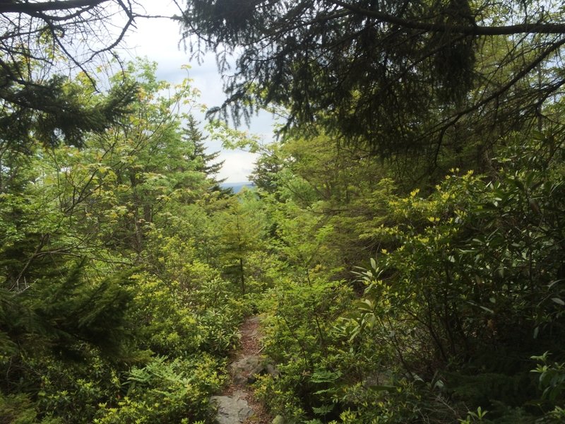 The high point of the trail with a view south.