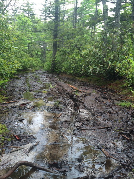 These bogs are why its better in drier conditions.