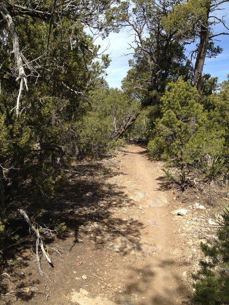 The Cedro Singletrack Trail