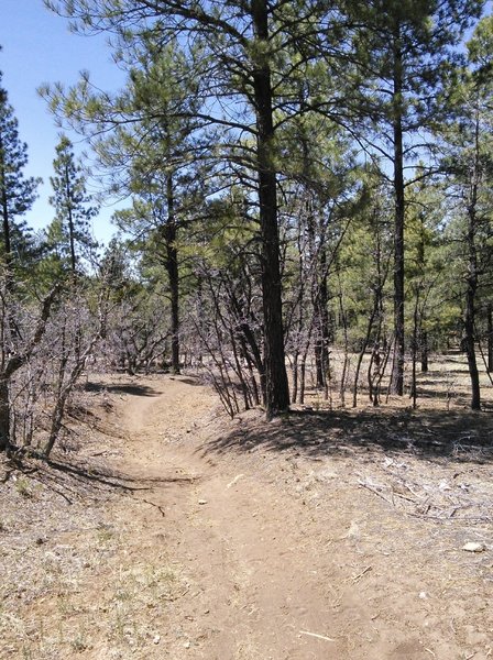 Pleasant singletrack.