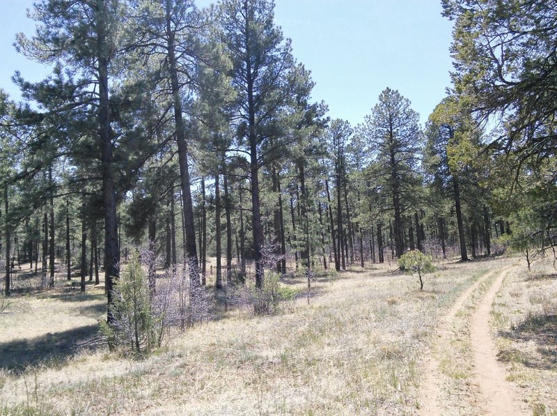 North side is open meadow lands with Ponderosa pines.