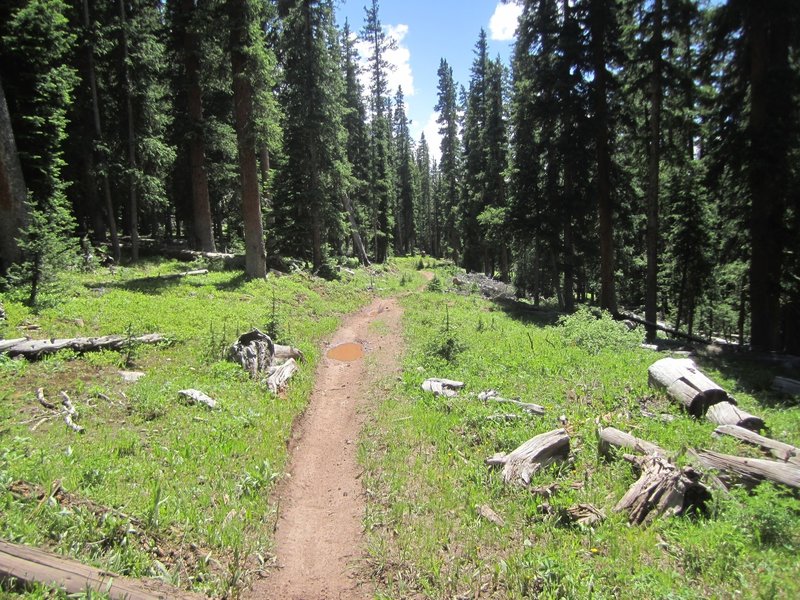 First part of Reno Ridge heading to Deadmans Gulch junction.