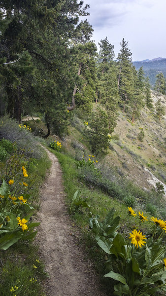 Spring flowers on Rosie Boa Trail.