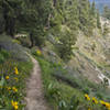 Spring flowers on Rosie Boa Trail.