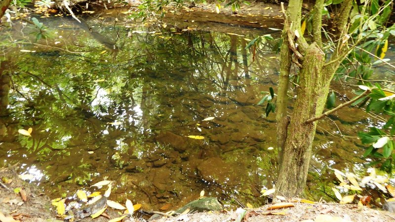 The Rhododendron Run Trail in the Little Beaver State Park (WV). Little Beaver Creek in September.