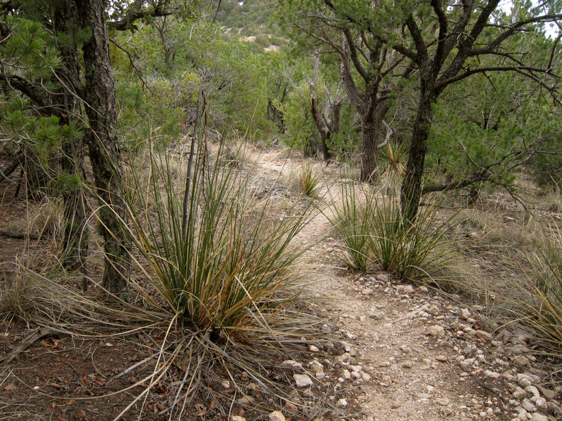 Mount Kimball Trail.