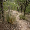 Mount Kimball Trail.