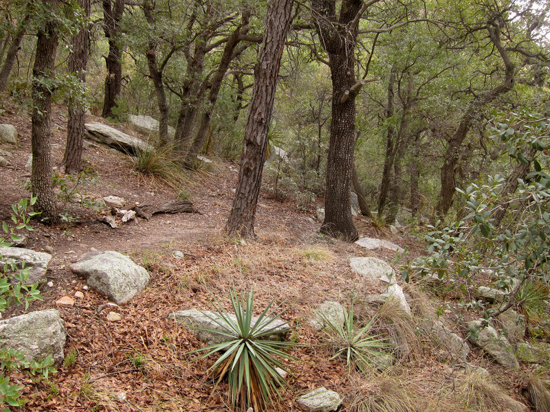 Forest on Pusch Ridge Wilderness Mount Kimball trail.