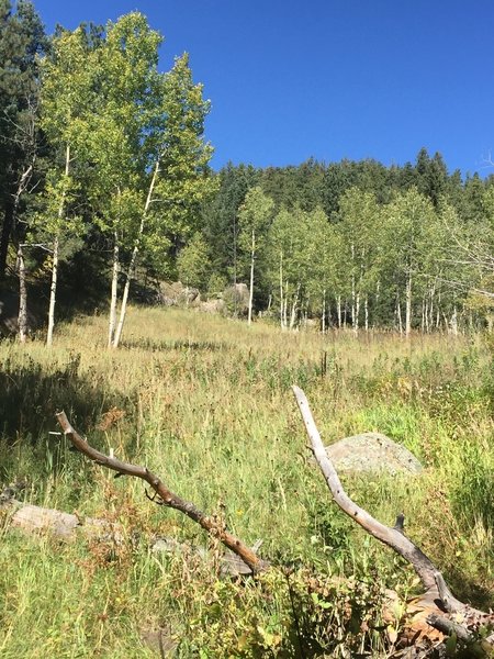 Grove of Aspens