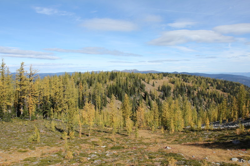 More larch meadows