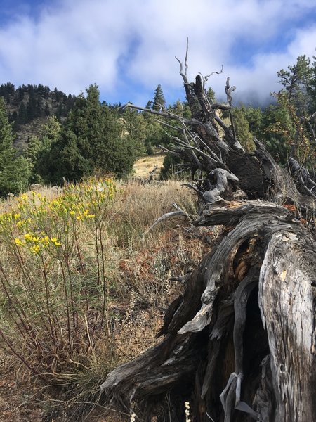 Looking NW on Eldorado Canyon Trail