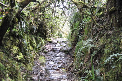 Camino entre los musgos