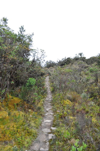 Road entering the moor