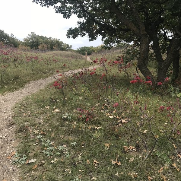 The beginning of the trail is an interesting mix of scattered trees and rolling mounds.