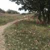 The beginning of the trail is an interesting mix of scattered trees and rolling mounds.