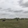 The cows seem okay with humans. We did encounter a few standing/laying on the actual trail itself, which was a little tense (they're big!), but we walked around and didn't interact with them, and they left us alone.