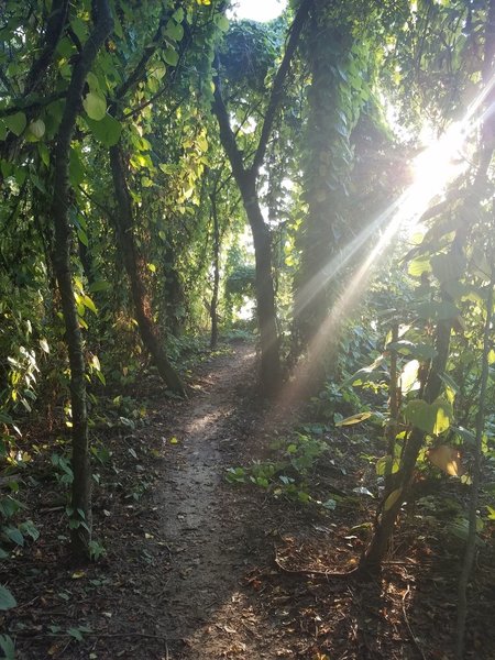 Trail winding through local flora