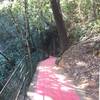 This portion of the trail is literally a red carpet!