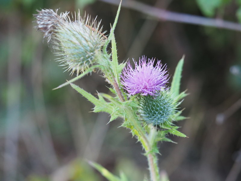 Pink Milk Thistle