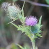 Pink Milk Thistle