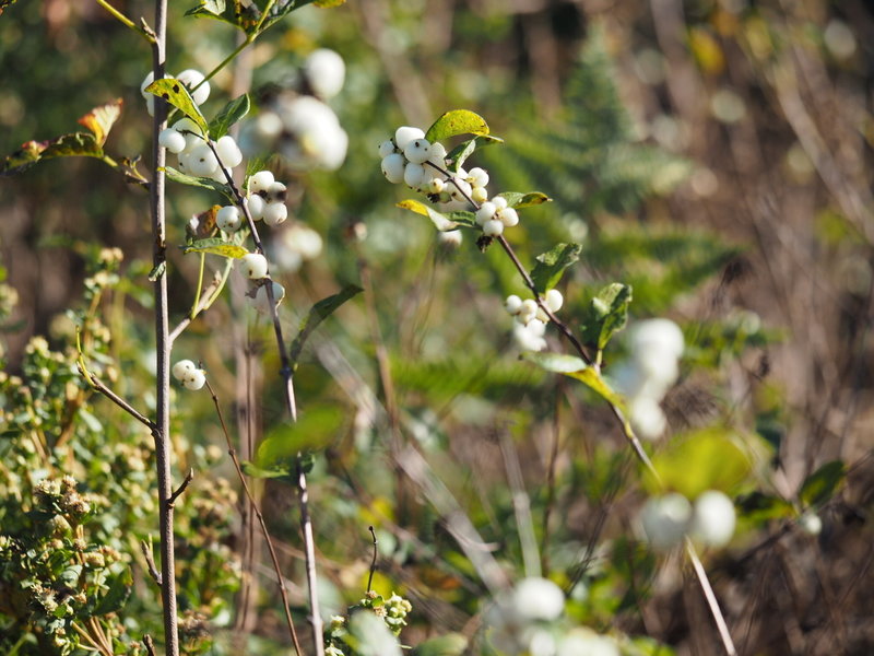 Common Snowberry