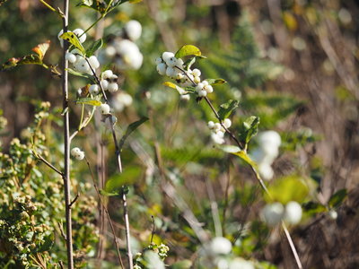 Common Snowberry