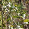 Common Snowberry