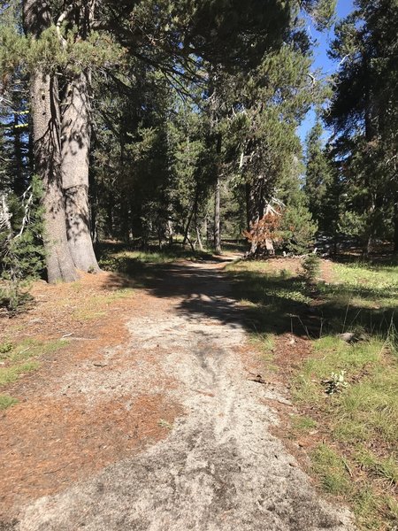 The first .5 miles of the Twin Lakes Trail is a casual stroll through the forest.