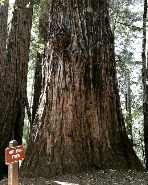 Big Ben tree (at the top of Big Ben Trail)