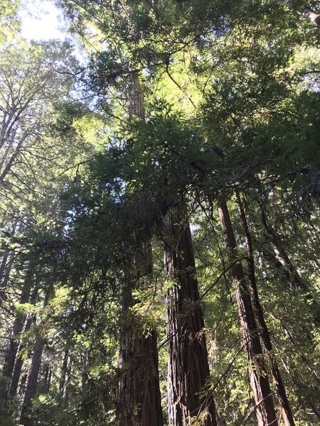 Groves of redwoods.