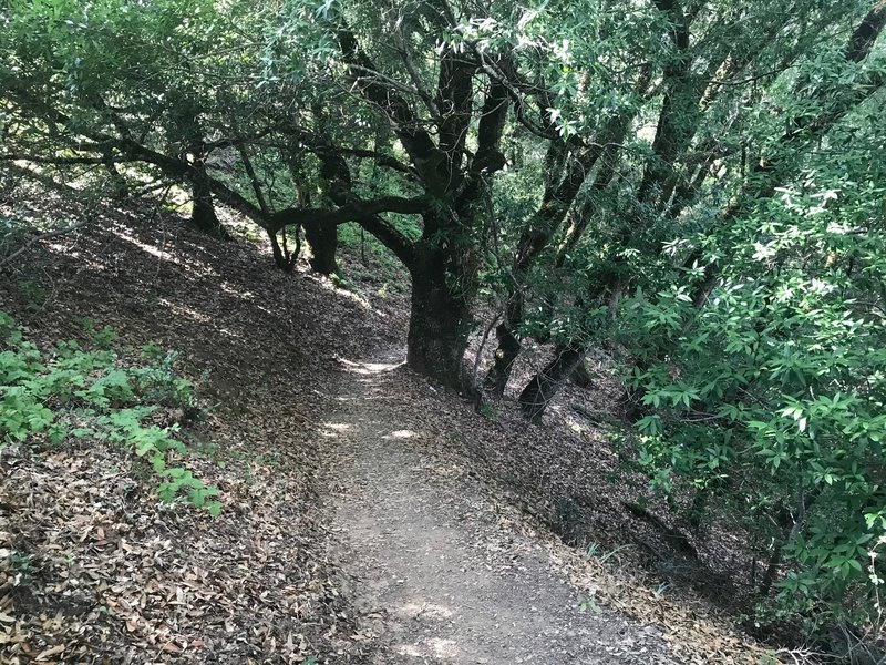 The trail as it makes its way through the woods. The oak trees are large throughout the woods.