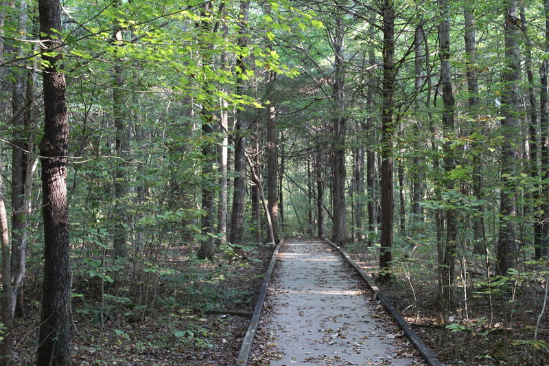 Sand Cave Trail boardwalk just past the trailhead