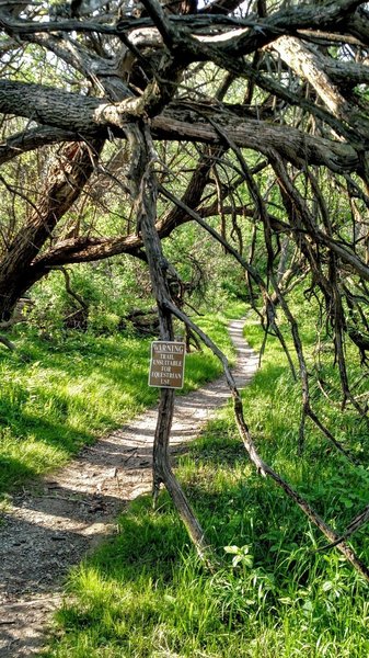 Tree tunnel on the Orange Trail.